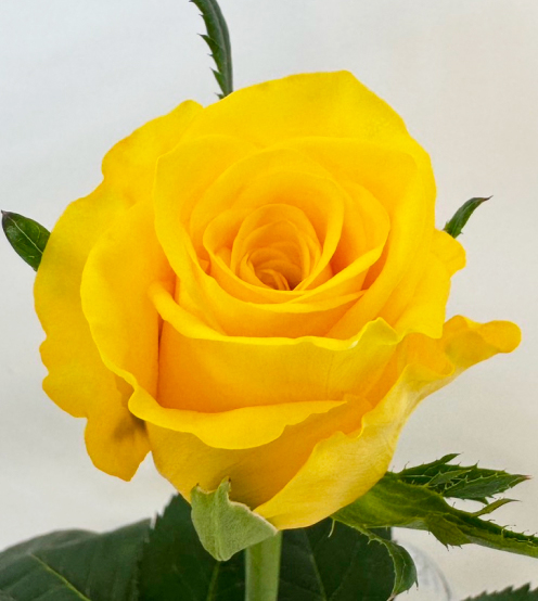 ゴールドラッシュ