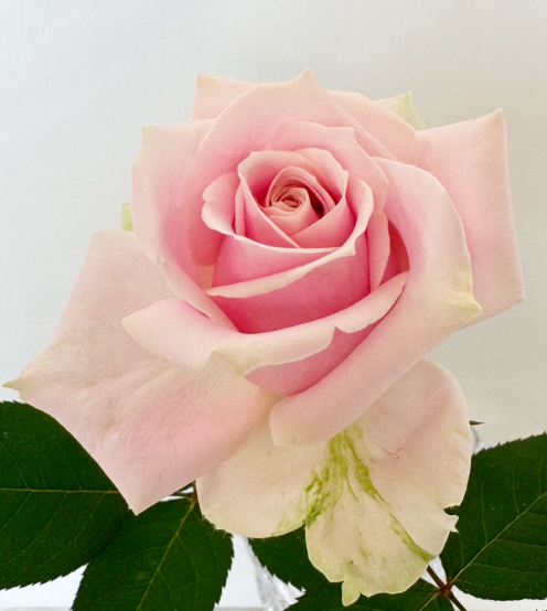 スウィートアバランチェ